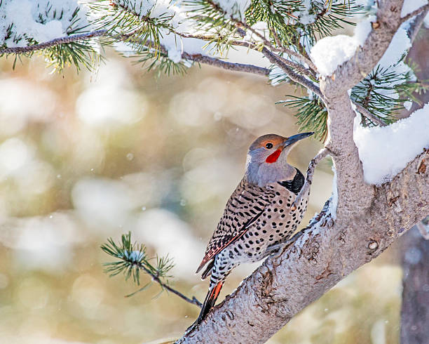 istock Northern Flicker in the Snow 495880218