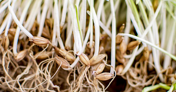 sprouting gerstenkörnern - barley grass seedling green stock-fotos und bilder