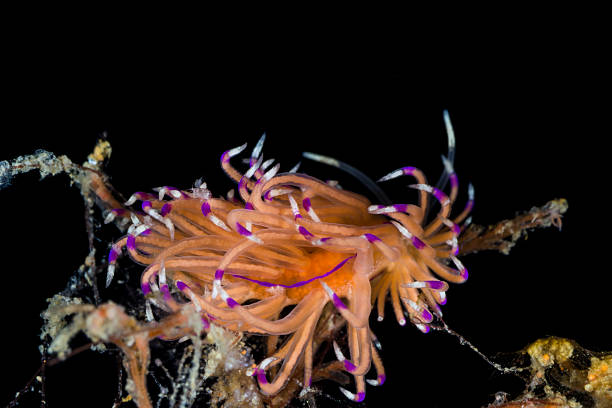istock Nudibranch in Thai Gulf 495880846