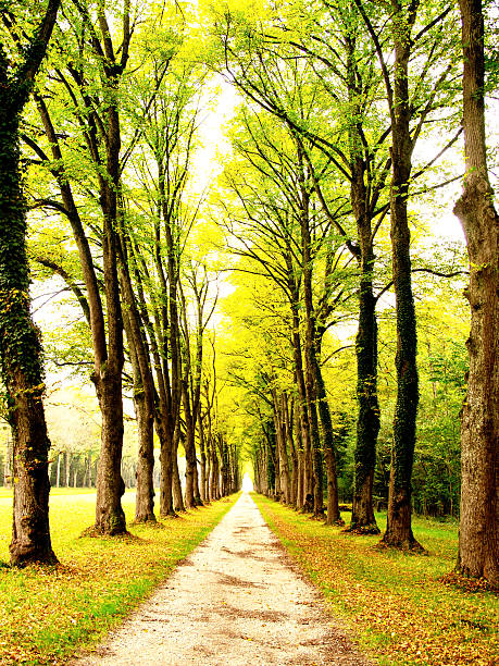 istock alley in the park 495881184