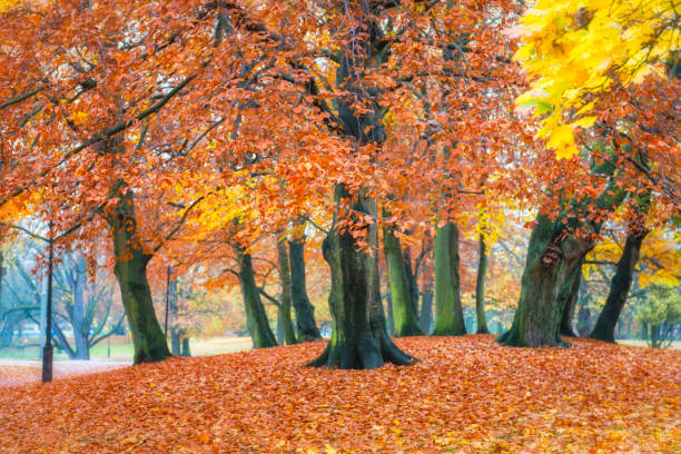 istock Beech tree hill in Gothenburg city 495881232