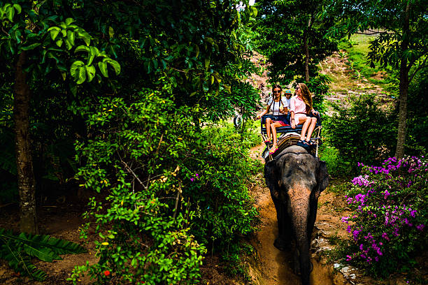 istock Tourist safari elephant trekking 495881272