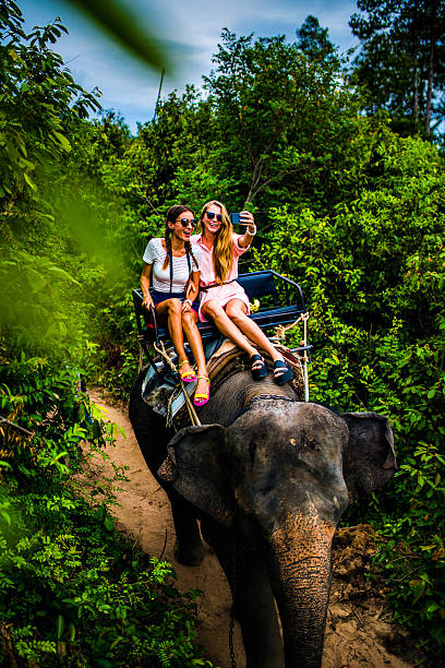 istock Tourist safari elephant trekking 495881546