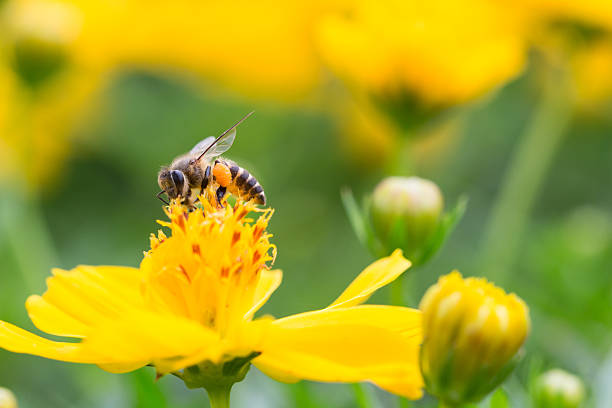 istock Bee sucking the Yellow Cosmos's syrup 495881698