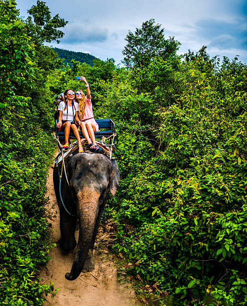 istock Tourist safari elephant trekking 495881802