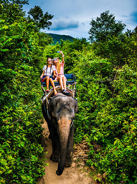 istock Tourist safari elephant trekking 495882100