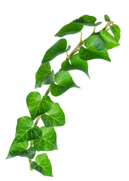 beautiful green twig of straight ivy Hedera is isolated on white background, closeup