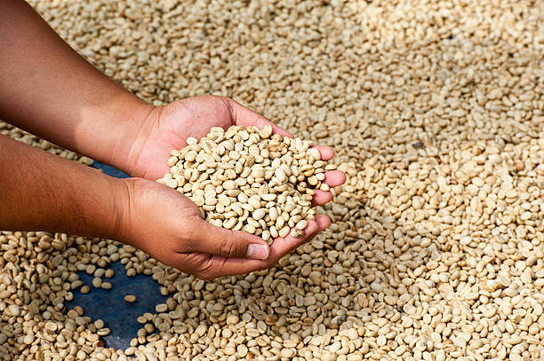 istock dry coffee bean in farmer hand at PhaHi mountrai 495882582