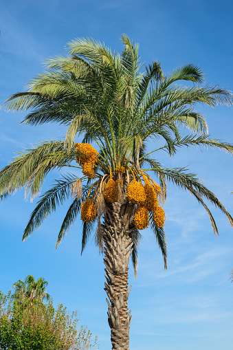 Palm tree with date clusters on the blue sky.