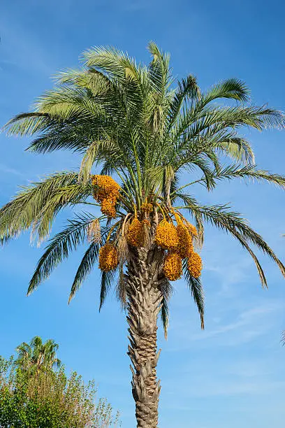 Palm tree with date clusters on the blue sky.