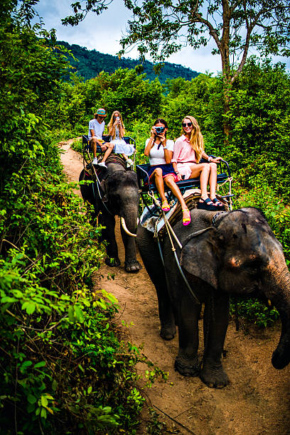 istock Tourist safari elephant trekking 495883464