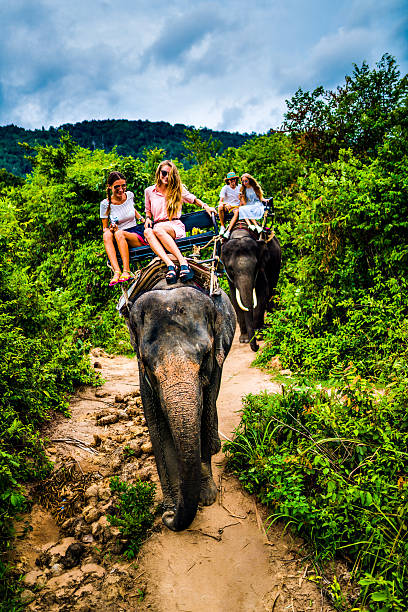 istock Tourist safari elephant trekking 495883834