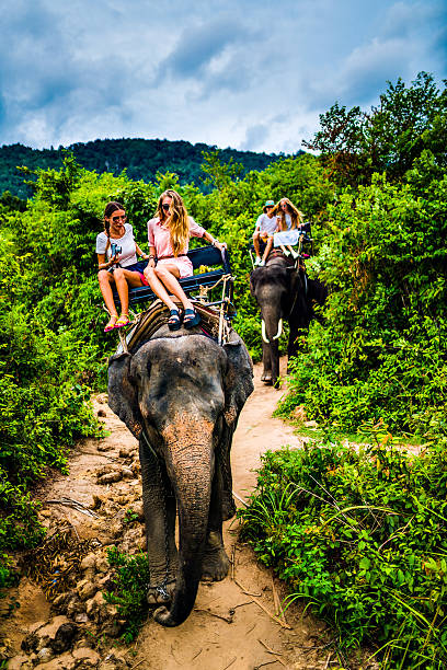 istock Tourist safari elephant trekking 495884228