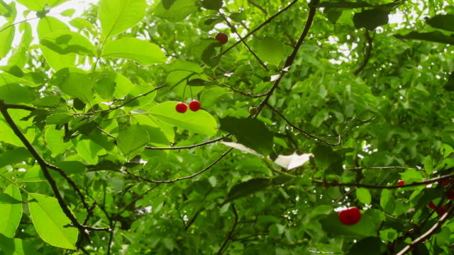 Few cherries in the nature