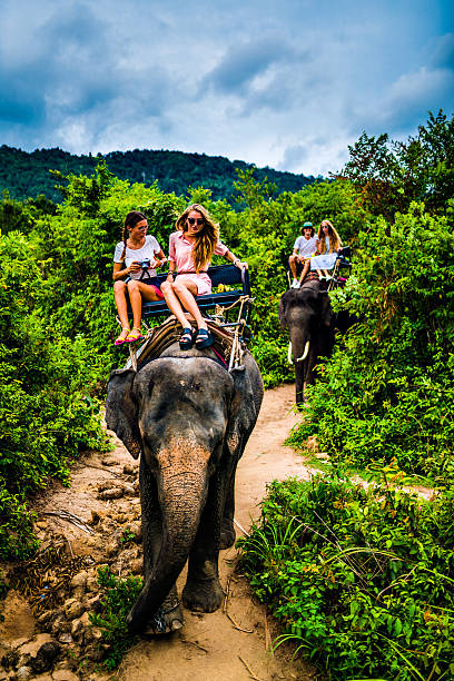 istock Tourist safari elephant trekking 495896334