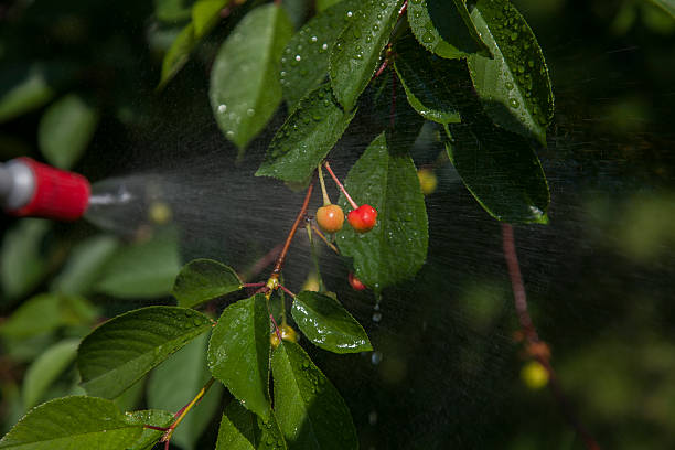 istock Unripe berries cherries are processed pesticides 495896568