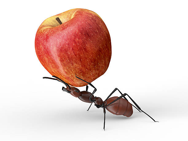 ant is lifting an apple isolated on a white ant is lifting an apple isolated on a white background edible ants stock pictures, royalty-free photos & images