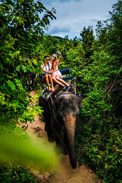 istock Tourist safari elephant trekking 495897654