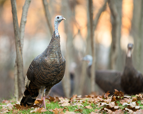 Close up of a female wild turkey waking into foreground of frame while soft-focus turkeys look on from the background.