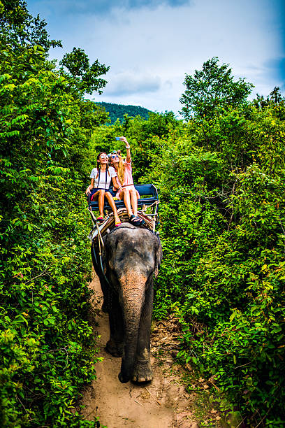 istock Tourist safari elephant trekking 495898130