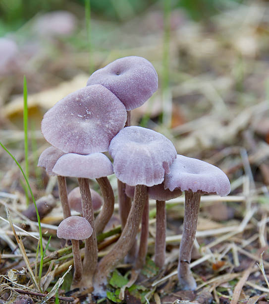 자주졸각버섯 (laccaria amethystea - 자주졸각버섯 뉴스 사진 이미지