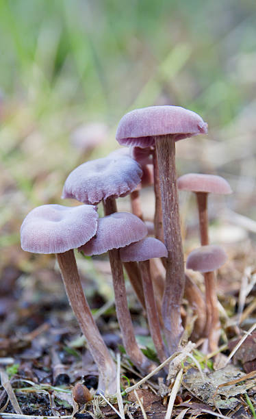 자주졸각버섯 (laccaria amethystea - 자주졸각버섯 뉴스 사진 이미지