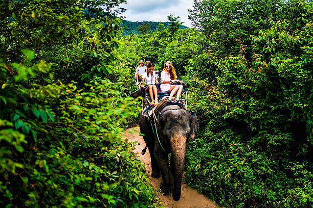 Tourist safari elephant trekking