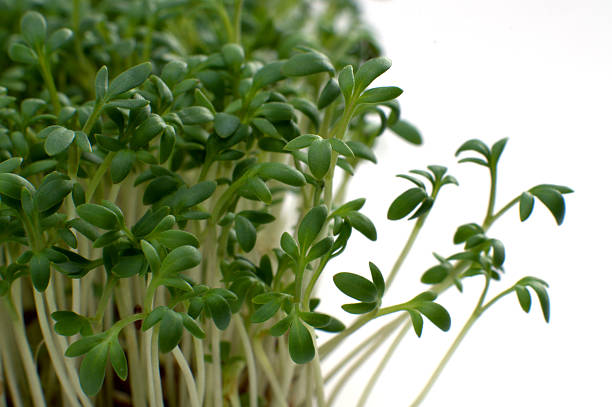 istock Garden cress macro shot 495899508