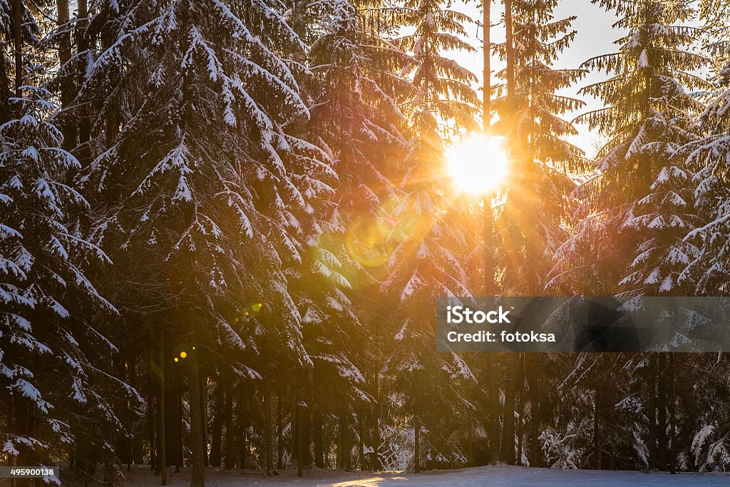 Beautiful sunset in a winter forest Beautiful sunset in the forest between the fir-trees in winter period 2015 Stock Photo