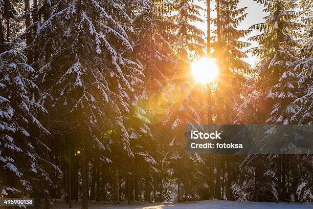 Beautiful Sunset In A Winter Forest Stock Photo - Download Image Now - 2015, Beauty, Beauty In Nature