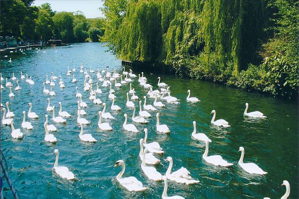 Swans in Windsor, England stock photo