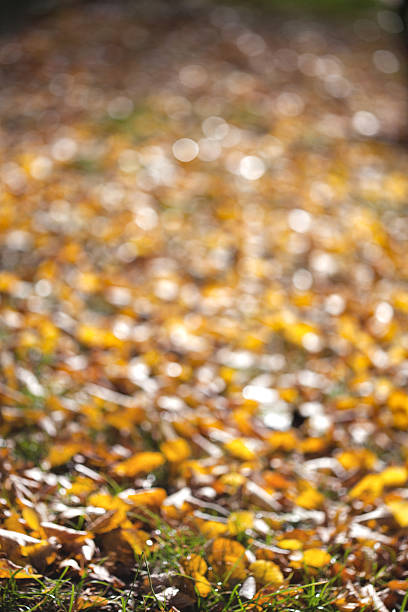 осенних размытым сцены - autumn light leafes color image стоковые фото и изображения