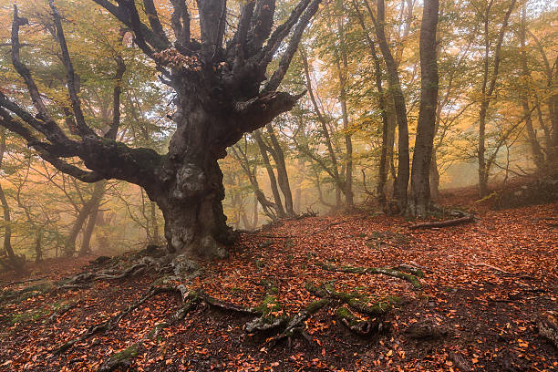 istock Foggy autumn beech forest landscape with fallen leaves 495902576