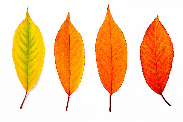 istock Collection autumn leaves of cherry tree isolated on white. 495903466