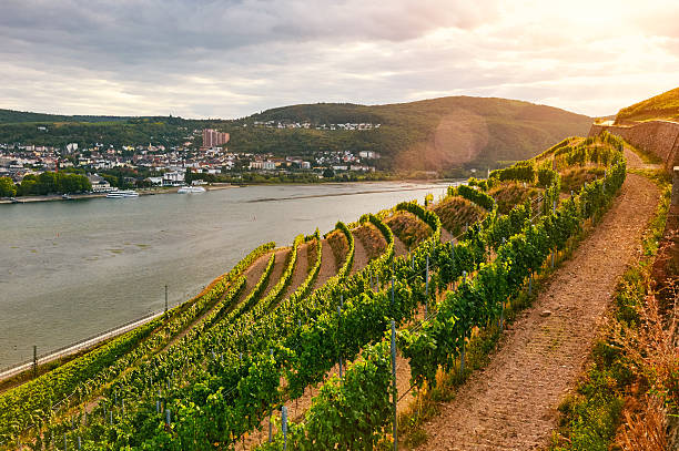istock Green vineyard on the Rhine 495904274