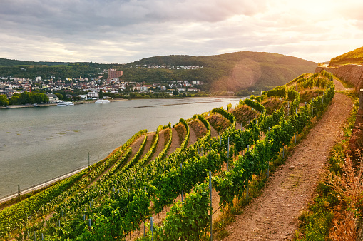 Vineyard on the Rhine with an overcast sky. Backlight and lens flares.