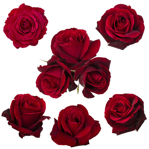 istock collage of red roses 495905138