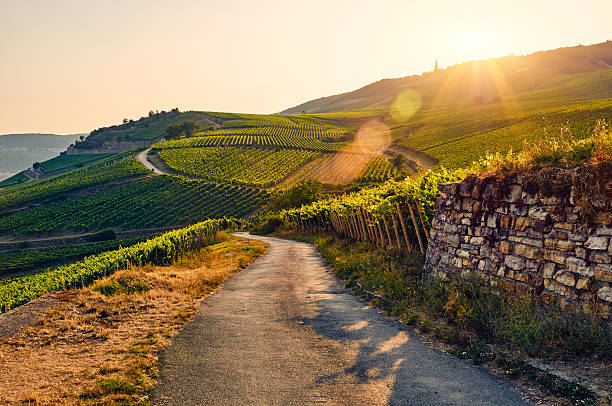 Green vineyard at sunset Vineyard near the Rhine beneath the Niederwalddenkmal at sunset photography hessen germany central europe stock pictures, royalty-free photos & images