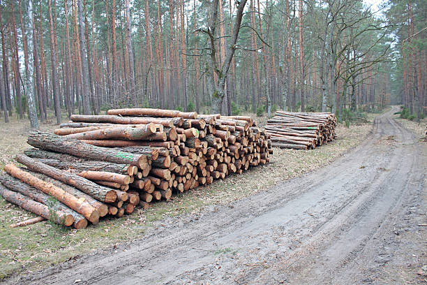 istock Big pile of cut logs 495905418