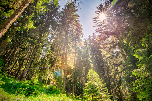 Amazing rural scene deep into Europe's woodlands. The image is created at very low angle capturing the sky and the midday sun creating major lens-flare throughout the image. Shot on Canon EOS.