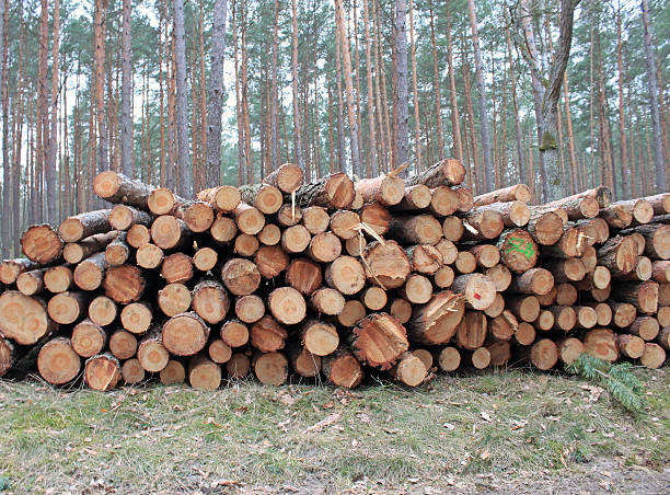 istock Big pile of cut logs 495905772