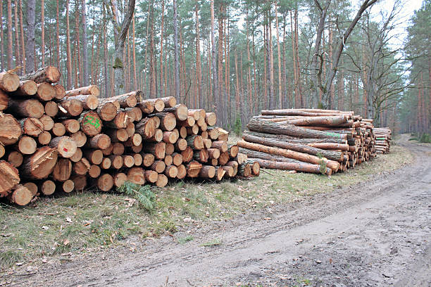istock Big pile of cut logs 495905872