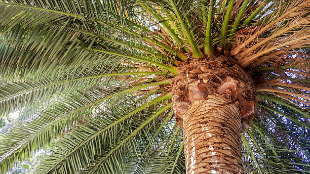istock Mighty Crown of Guadalupe Island Palm 495906258