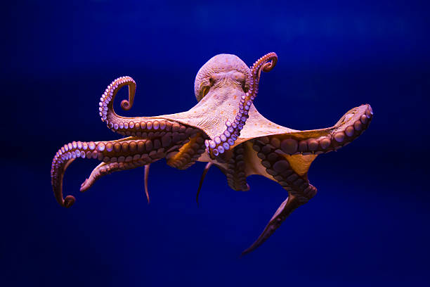 polpo commune (octopus vulgaris - un seul animal photos et images de collection