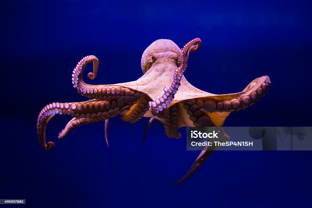 Common Octopus (Octopus vulgaris) OCTOPUS VULGARIS Octopus Stock Photo