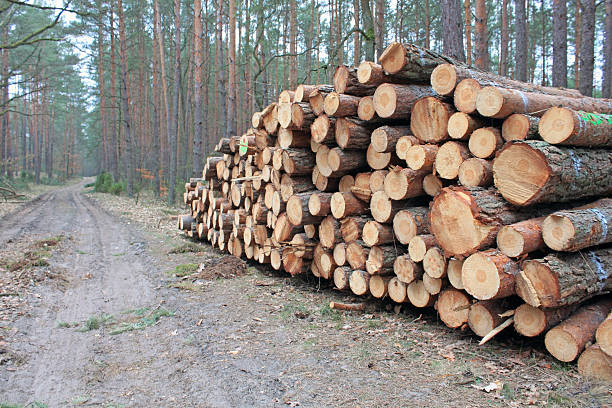 istock Big pile of cut logs 495908154