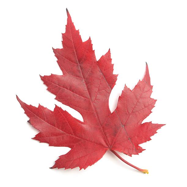 istock Scarlet maple leaf in Autumn colour 495908586