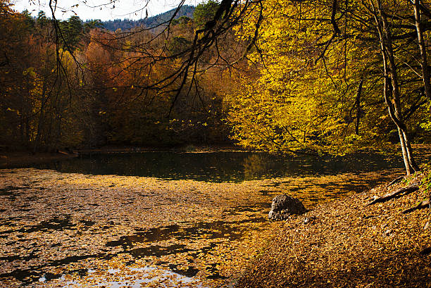 istock Autumn At The Yedigoller National Park 495908666
