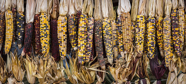 옥수수 파노 - corn on the cob corn dry dried food 뉴스 사진 이미지