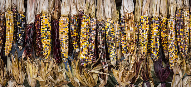 pano de milho - indian corn - fotografias e filmes do acervo